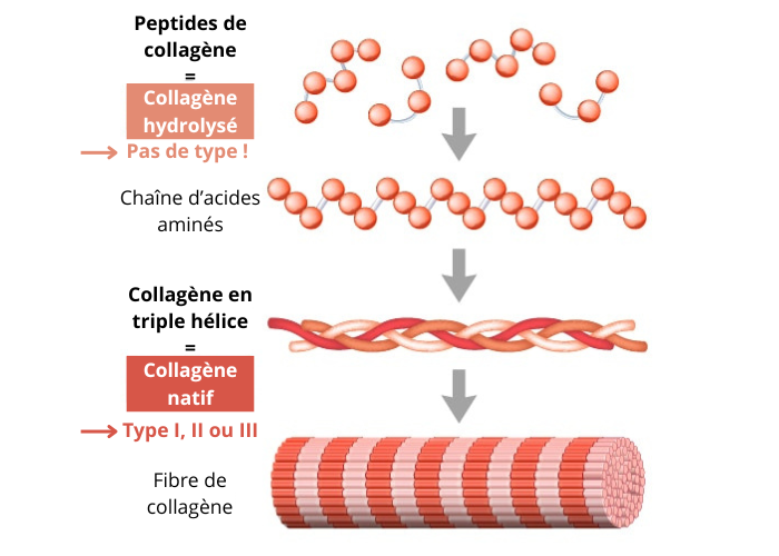 différence entre le collagène hydrolyse et natif